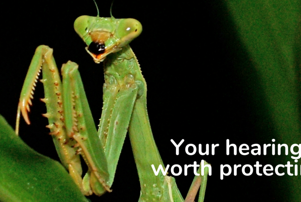 Nature's Remarkable Hearing: What a Praying Mantis Can Teach Us