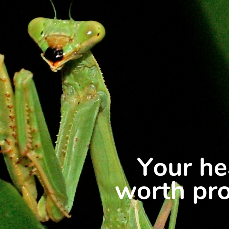 Nature's Remarkable Hearing: What a Praying Mantis Can Teach Us
