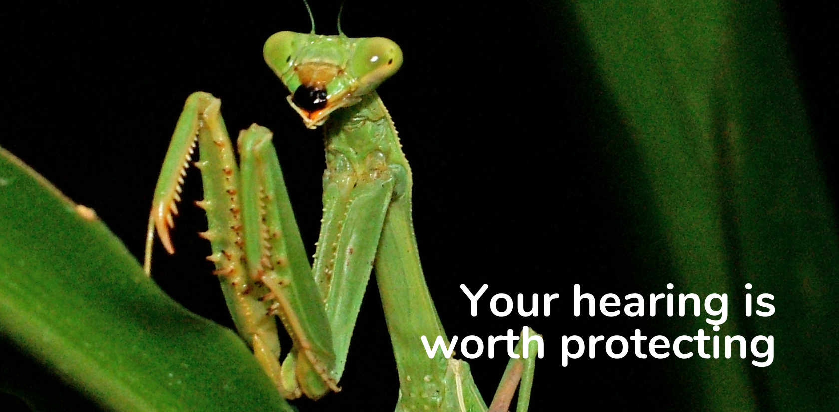 Nature’s Remarkable Hearing: What a Praying Mantis Can Teach Us